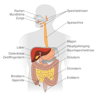 Unterleib anatomie mann Abbildung Prostatavergrößerung