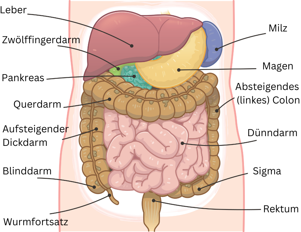Abbildung Blinddarm