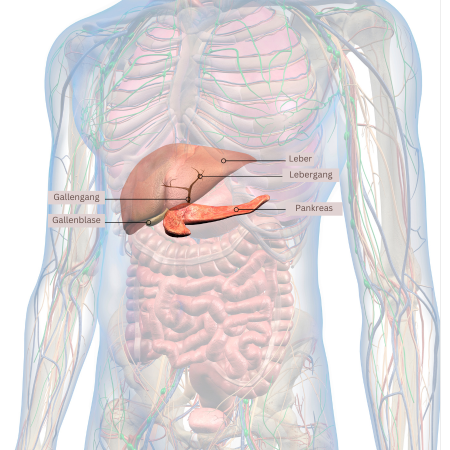 Anatomie des Körpers: Leber, Gallenblase, Pankreas, Gallengang, Lebergang